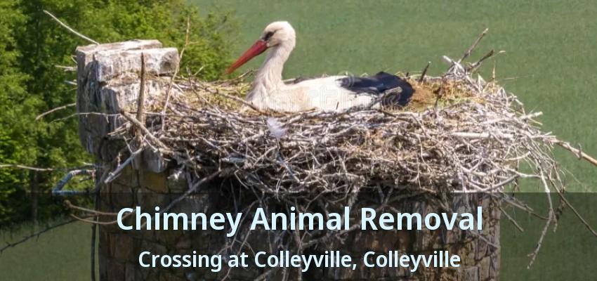 Chimney Animal Removal Crossing at Colleyville, Colleyville - TX