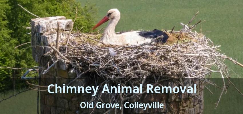 Chimney Animal Removal Old Grove, Colleyville - TX
