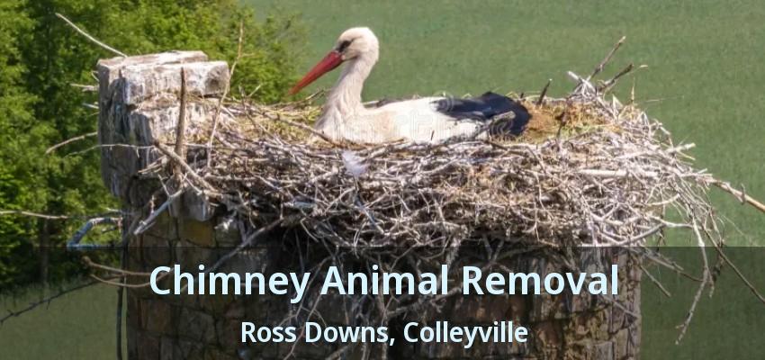 Chimney Animal Removal Ross Downs, Colleyville - TX