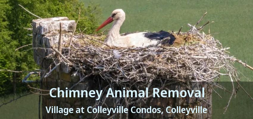 Chimney Animal Removal Village at Colleyville Condos, Colleyville - TX