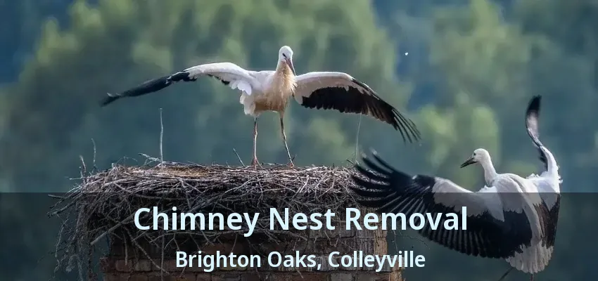 Chimney Nest Removal Brighton Oaks, Colleyville - TX
