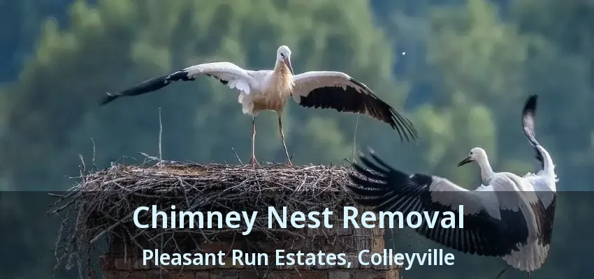 Chimney Nest Removal Pleasant Run Estates, Colleyville - TX