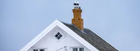 Chimney Nest Removal Colleyville